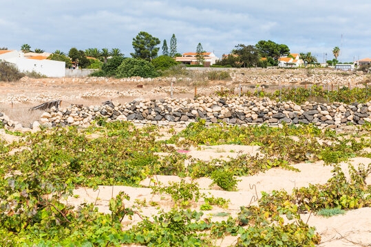 Vineyard cultivation on Porto Santo Island with rows of grapevines and dry land