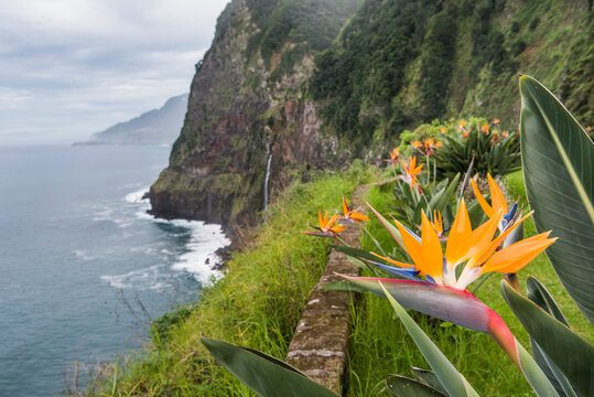 Bird of paradise flower blooms near the waterfall viewpoint along the north-west coast of Madeira Island in Portugal