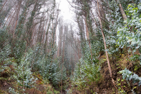 Eucalyptus forest regenerates in mist after fire on Madeira Island in Portugal