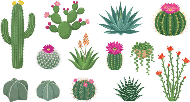 Cactus and Succulent Plant Set with Saguaro Aloe Barrel Cactus and Flower Vector Illustration Bundle