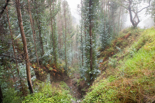 Eucalyptus forest in mist showing regeneration after fire in Madeira Island region