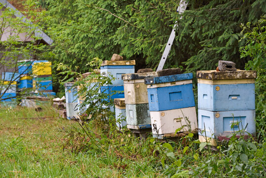 Beehives located in Gorlice county, Malopolska Province, Poland provide a habitat for honeybees and support local agriculture