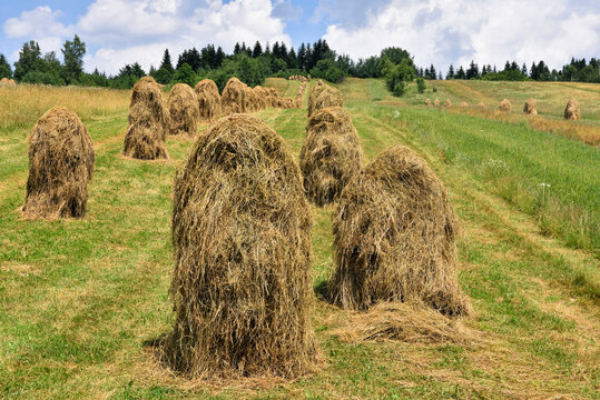Haystacks arranged in fields near a village in Poland during sunny weather