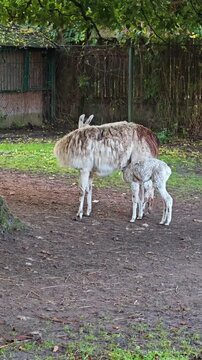 Cute newborn baby llama nursing from its mother at the zoo. Vertical shot of a female llama feeding her small cria.
