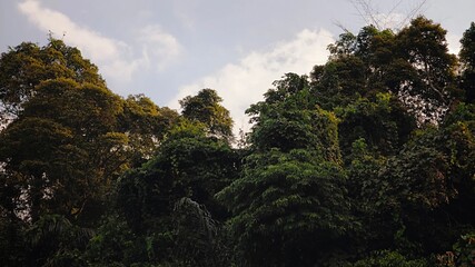 Lush Tropical Rainforest Canopy Under Dramatic Cloudy Sky, Dense Green Jungle Landscape with Rich Vegetation, Untouched Nature Background for Travel, Environment, and Conservation Themes © MUHAMMADADITYA