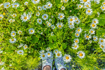 Blühende Margeritenwiese im Sommer © by-studio