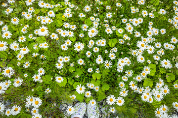 Blühende Margeritenwiese im Sommer und Gartenschuhe © by-studio