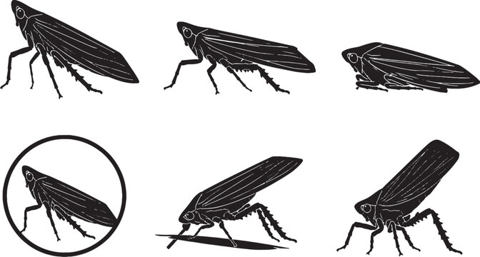 Giant Marsh Planthopper Silhouette Icon Set Black Vector Wildlife Collection