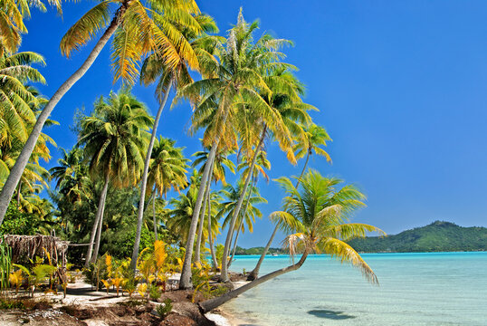 Palm trees sway gently on a motu with clear lagoon waters in Bora Bora, showcasing nature's beauty in French Polynesia