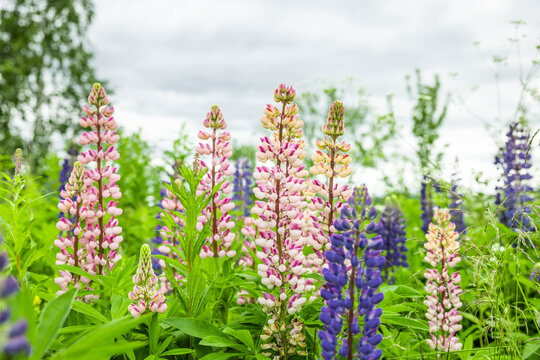Mehrfarbige Lupinen in einer Wildblumenwiese