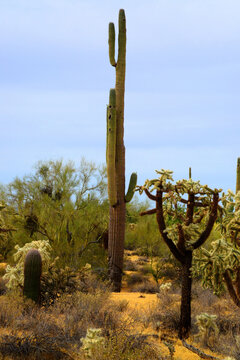 Old Saguaro Cactus Sonora desert Arizona