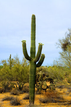 Old Saguaro Cactus Sonora desert Arizona