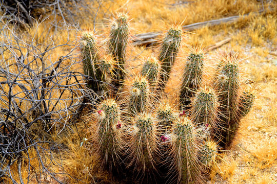 Hedge Hog cactus