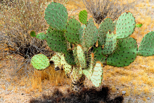 Prickly Pear Cactus Sonora Desert Arizona