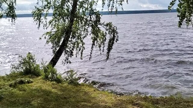 Leaning birch tree on a grassy lake shore with wavy water under a cloudy sky, beautiful northern nature landscape ideal for environmental and travel concepts