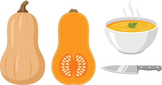 Fresh organic butternut squash vector cooking illustration set with whole winter squash sliced half showing seeds steaming hot soup bowl and stainless steel kitchen knife isolated on white background