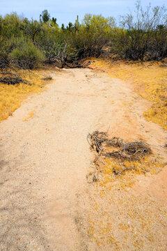 Arizona Desert Arroyo