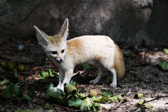 Beautiful fennec fox and fallen berries