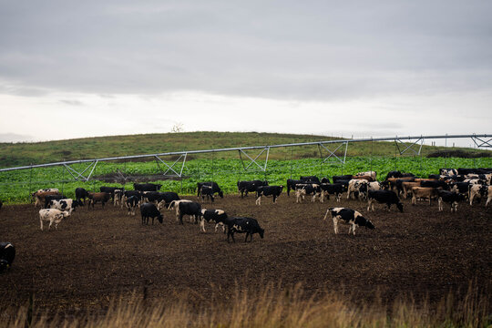 Dairy cattle herd grazing a lush brassica forage crop under a center pivot irrigator