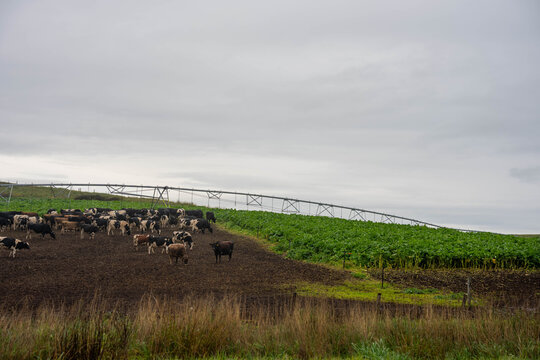 Dairy cattle herd grazing a lush brassica forage crop under a center pivot irrigator