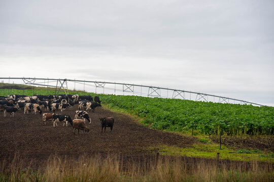 Dairy cattle herd grazing a lush brassica forage crop under a center pivot irrigator