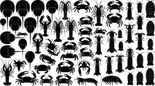 Marine crustaceans and horseshoe crab black silhouettes vector set for scientific educational design