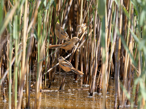 A group of four juvenile Bearded Reedlings [Panurus biarmicus] gathered on reeds near water.