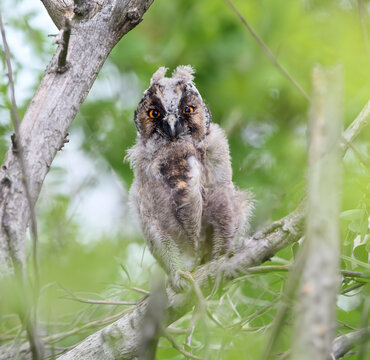 Fluffy Long-eared Owl [Asio otus] fledgling with downy feathers perched on a tree branch.