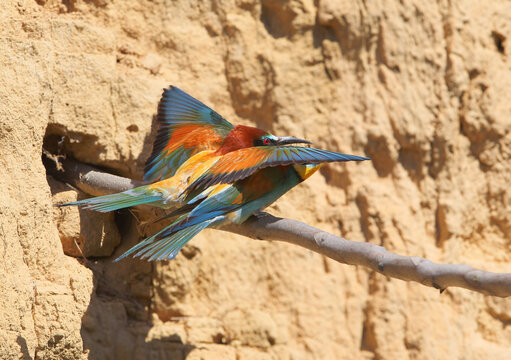 A pair of brightly colored European Bee-eaters [Merops apiaster] interacting on a branch near a cliff.