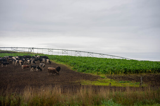 Lush green brassica forage crop growing under a center pivot irrigator on a Tasmanian farm