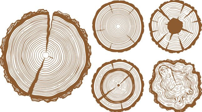 Detailed brown vector illustration featuring multiple circular wooden tree rings showing unique organic growth patterns