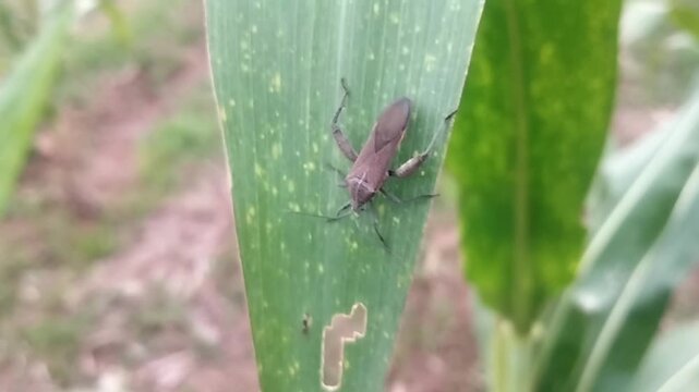 Close up eye level shot focusing on a brown stink bug sitting on a green leaf with a visible hole while trembling in the wind.