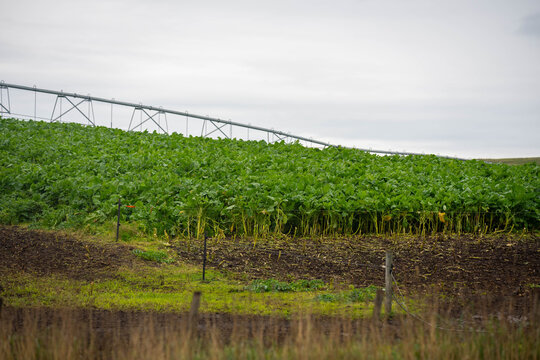 Lush green brassica forage crop growing under a center pivot irrigator on a Tasmanian farm