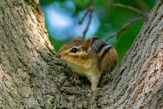 Chipmunk