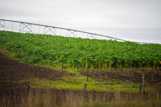 Lush green brassica forage crop growing under a center pivot irrigator on a Tasmanian farm