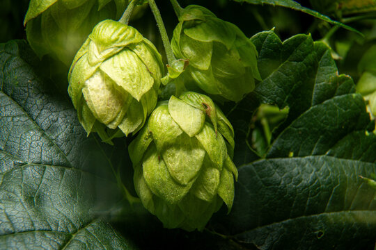 Macro shot of fresh green hop cones on the vine close up
