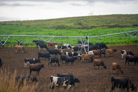 Dairy cattle herd grazing a lush brassica forage crop under a center pivot irrigator