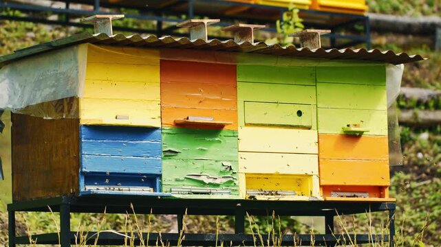 Cinematic close-up footage of honey bees working around traditional wooden beehives. Detailed macro shots capture bees collecting pollen, entering and leaving the hive.