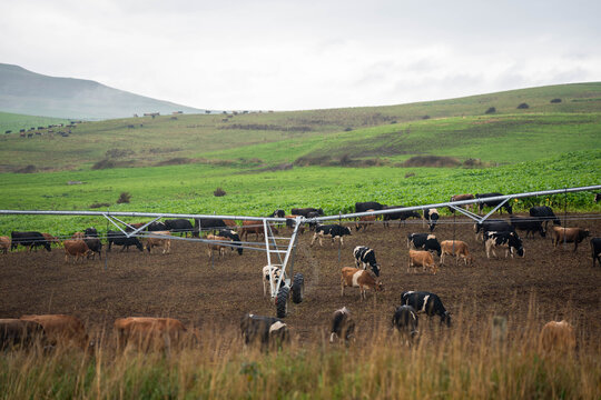 Dairy cattle herd grazing a lush brassica forage crop under a center pivot irrigator