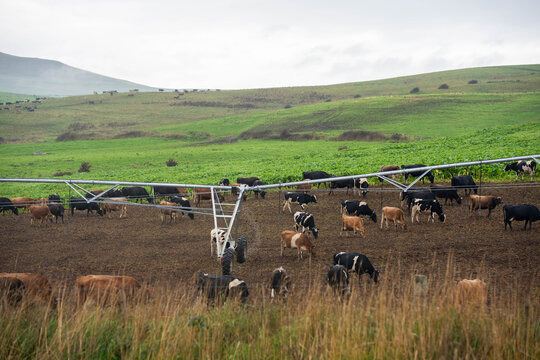 Dairy cattle herd grazing a lush brassica forage crop under a center pivot irrigator