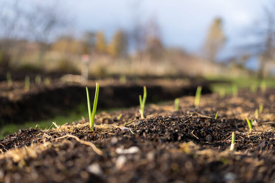Young garlic crop seedlings sprouting from rich organic soil in a rowed farm market garden