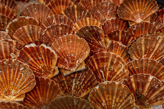 Scallops gathered from the sea ready for sale in a market in France showcasing seafood