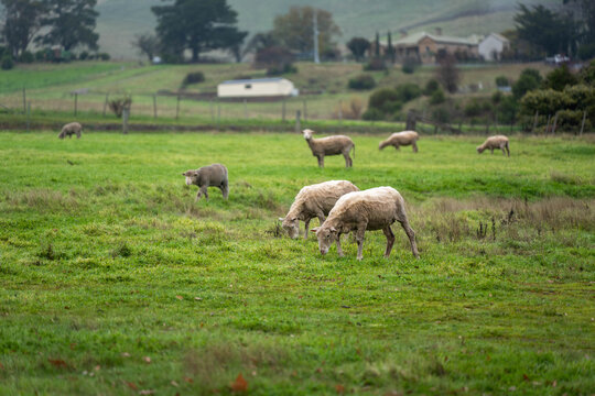 Flock of shorn sheep grazing in a green pasture paddock on an Australian countryside farm