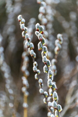 Close-up of soft willow buds blooming on twigs for easter background © Stanislav