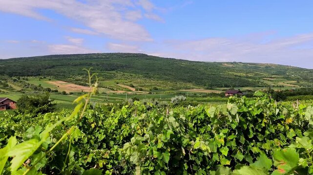 Rows of lush green grapevines stretching across rolling hills in a vineyard during a warm summer morning, illuminated by golden sunlight.