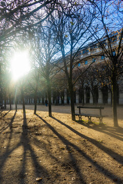 Winter sunlight shines through trees in the garden with shadows on the ground in Paris