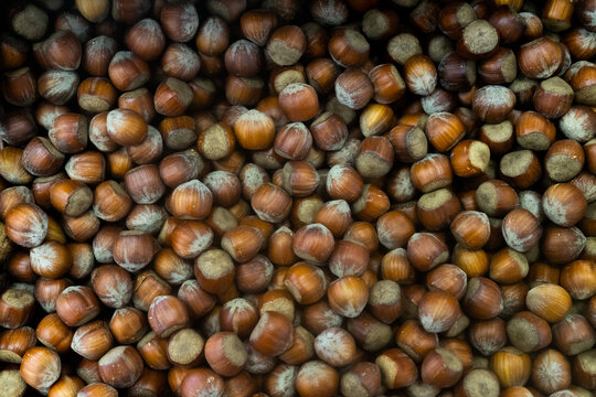 Harvesting hazelnuts in France during the autumn season for culinary use and local markets in rural areas