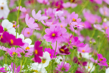 Fototapeta premium Vibrant Pink and White Cosmos Flowers Blooming in Autumn Field under Bright Sunlight