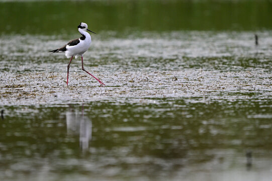 South american stilt in Pampas Lagoon , La Pampa Province, Patagonia , Argentina.