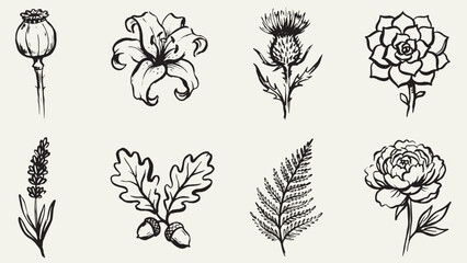 Botanical illustration collection with poppy lily thistle succulent lavender oak fern and peony flower © Abdul Waheed Studio